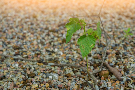 Small Bodhi tree on stone ground in Asia.(Selective focus)の写真素材