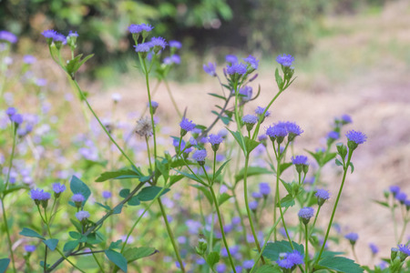 blurred flowers background.(Selective focus)の写真素材