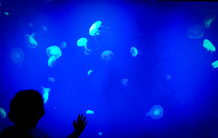 Silhouettes of people and jellyfish on a blue background.の写真素材