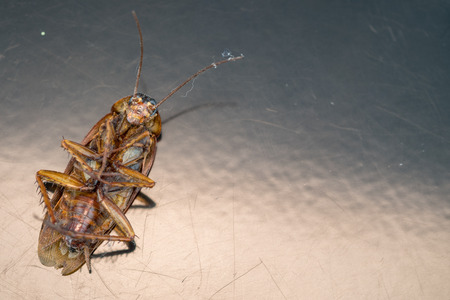 Close up dead cockroach on ground.(Selective focus)