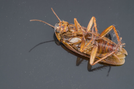 Close up dead cockroach on ground.(Selective focus)の写真素材