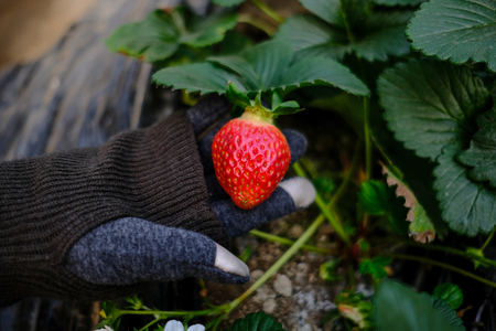 Closeup hand holding of red strawberries with planting strawberry. (Selective focus)の写真素材