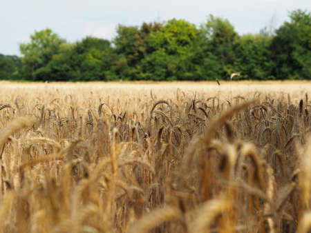Barley field in summer