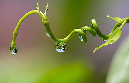 Putting forth fresh leavesの写真素材