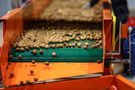 Longan fruit falling from belt conveyerの写真素材