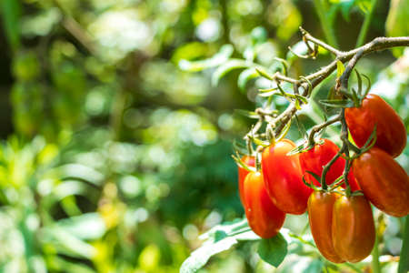 Mini tomatoes from a red ripe vegetable gardenの写真素材