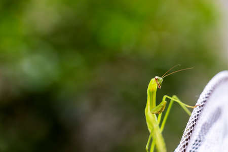 Mantis and insect netの写真素材