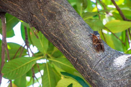 Brown large cicada on a tree trunk