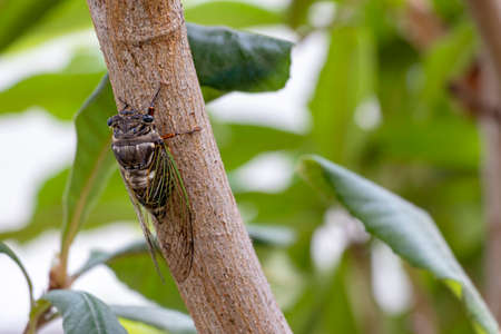 Large cicada on a branch of biwa  tree