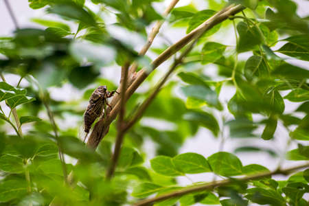 a cicada caught in a thin branchの写真素材