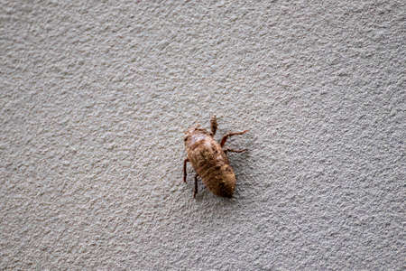 a cicada larvae climbing a white wallの写真素材