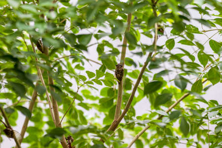 A lot of cicadas caught in the branch of the treeの写真素材