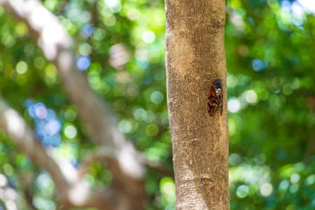 Cicada on the tree trunkの写真素材