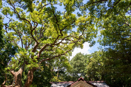 A large tree with branches extending toward the skyの写真素材