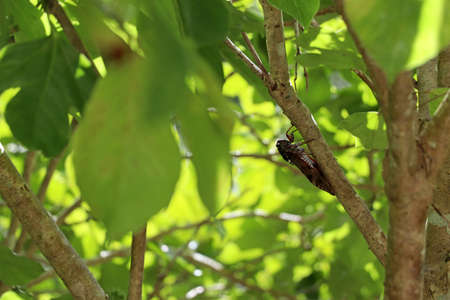 A cicada in the summer forest