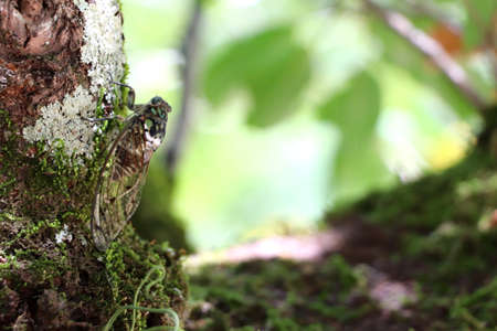 Large cicada on a tree trunkの写真素材