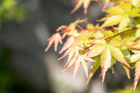 Japanese maple leaves turning to red
