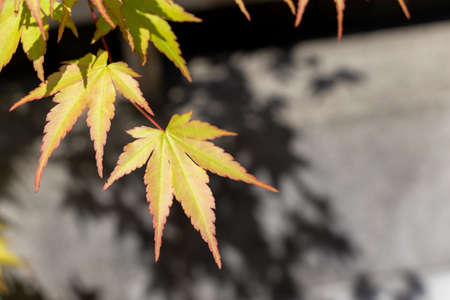 Japanese maple leaves changing color from green to red