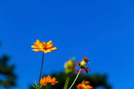 Orange flowers and clear blue sky