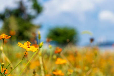 Yellow and orange flowers blooming in the field on sunny dayの写真素材