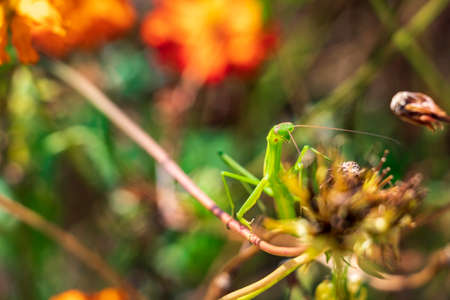 Green mantis lurking in the flower field