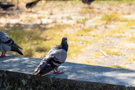 Gray pigeon in the shade of the parkの写真素材