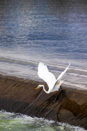 White egret hunting fish in the river