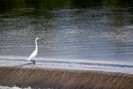 White egret standing in the river