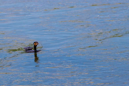 Black cormorant with its head out of the water