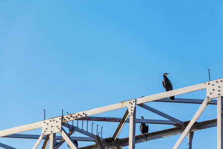 Black cormorant on an iron bridgeの写真素材