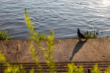 A cute dove on the waterfront in the morning