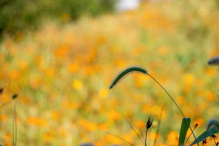 Green foxtail in the flower field