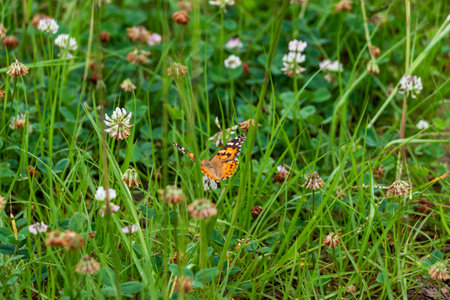 White clovers and orange butterfly in the fieldの写真素材