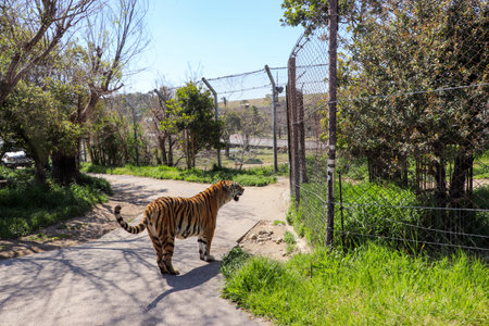 One tiger on the road in the grasslandの写真素材