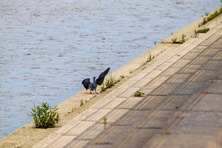 A black cormorant that spreads its wings by the water
