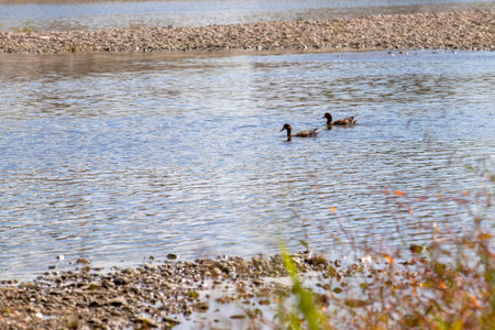Two ducks swimming together in the riverの写真素材
