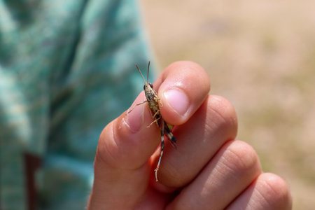 Catch a grasshopper by hand