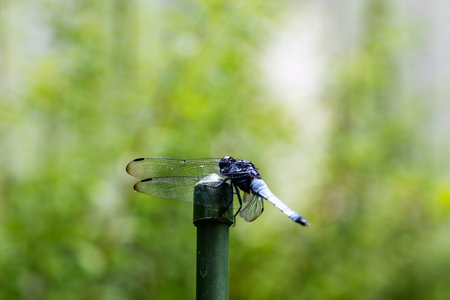 Light blue dragonfly on a green stick to rest its wings