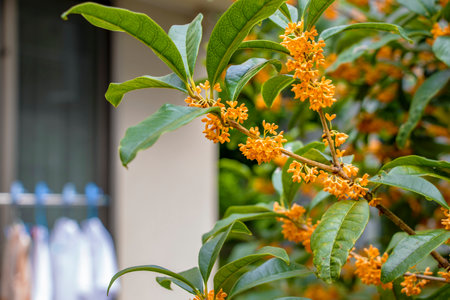 Osmanthus fragrans blooming in a gardenの写真素材
