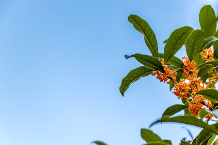 Orange flowers of Osmanthus fragrans and blue skyの写真素材