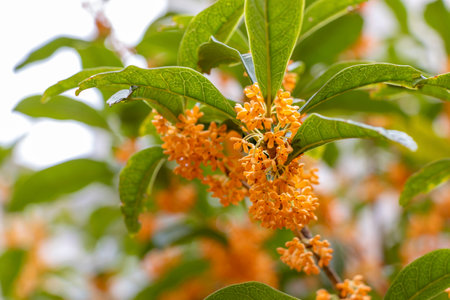 Orange flowers of osmanthus fragransの写真素材
