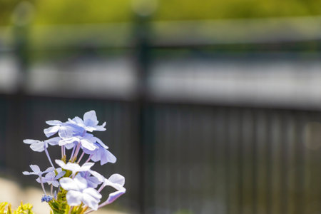 Light purple flowers blooming beside the promenade