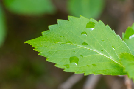 Green leaves with water drops after the rain