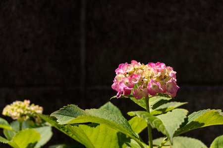 Hydrangea flowers blooming on sunny day