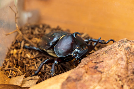 Male beetle with great hornの写真素材