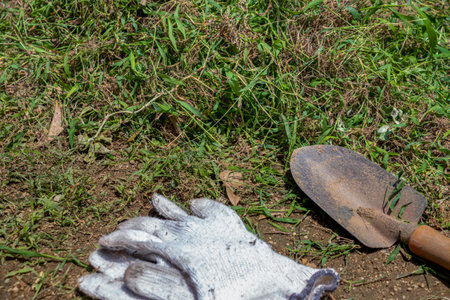 Remove weeds in the gardenの写真素材