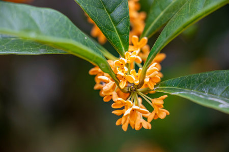 Orange flowers of osmanthus fragrans