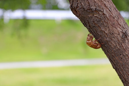 Cicada shell left on the tree trunkの写真素材