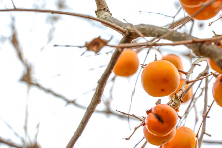 Japanese persimmon fruits on branches in late fallの写真素材