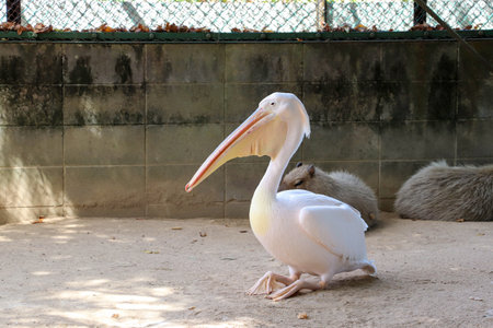 White pelican and capybara in the zooの写真素材